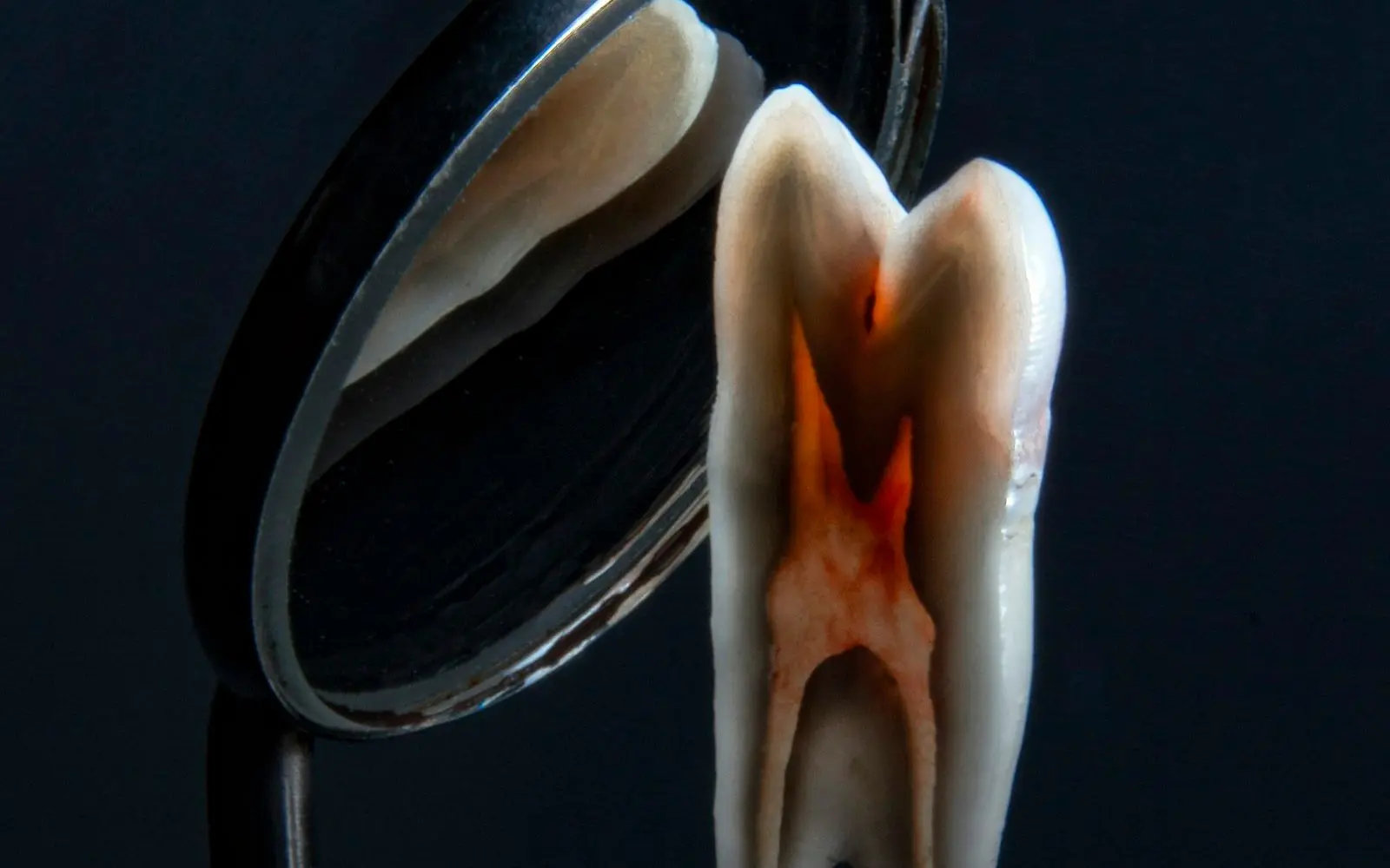Molar cut in half lengthways beside a dental mirror, showing the red nerve inside the roots